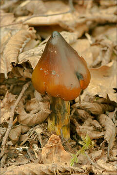 Image of Hygrocybe conica (Schaeff.) P. Kumm. 1871