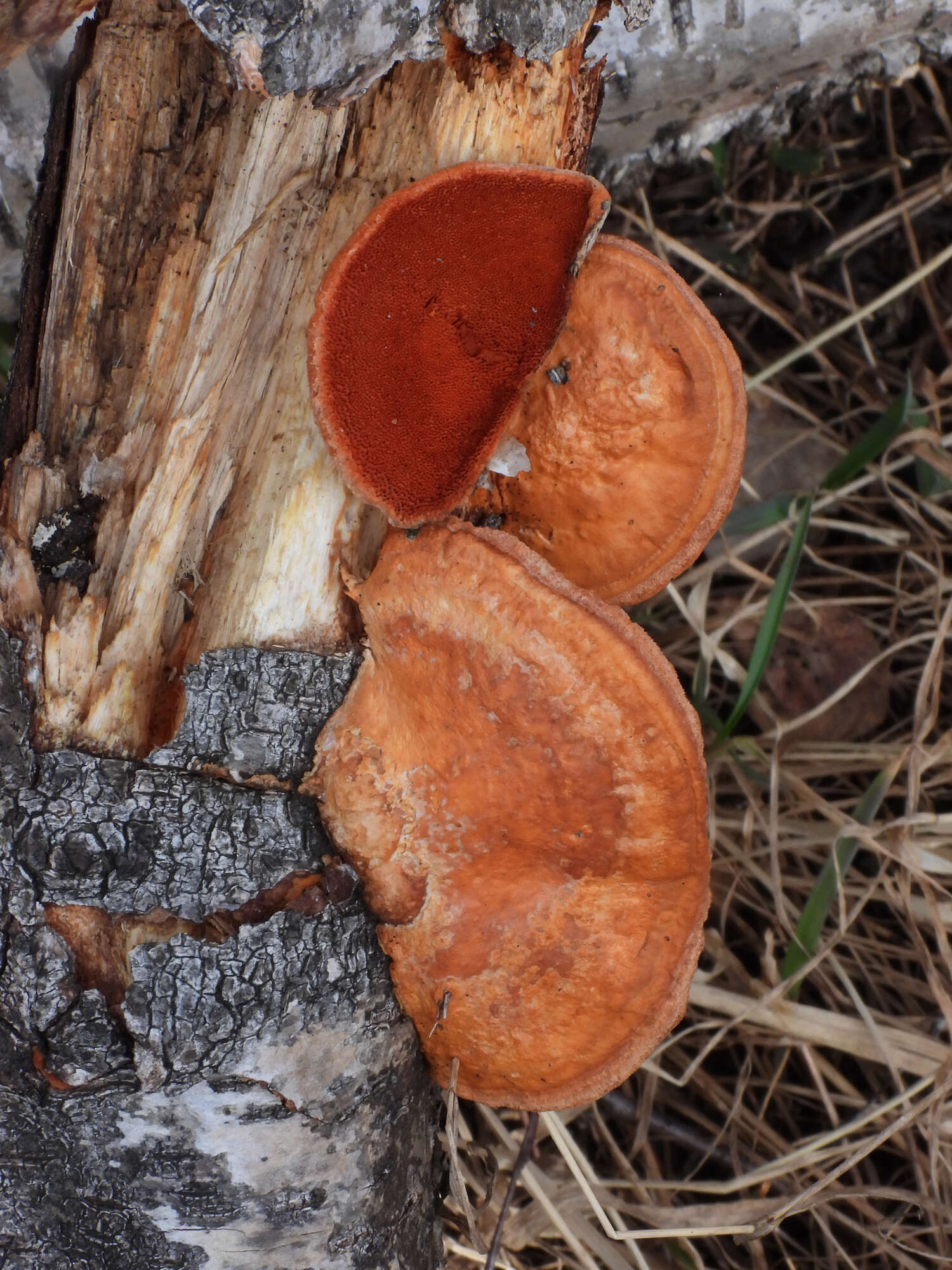 Image of Pycnoporus cinnabarinus (Jacq.) P. Karst. 1881