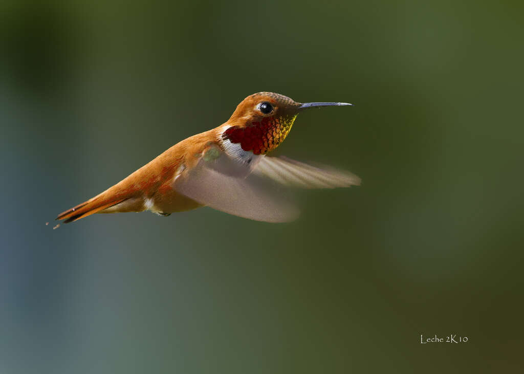 Image de Colibri roux