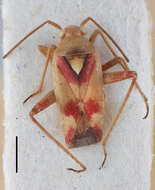 Image of Stenotus pusillus Carvalho, Dutra & Becker 1960