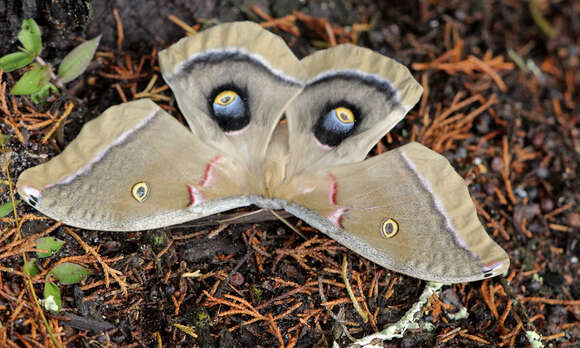 Image of Antheraea subgen. Telea Hübner (1819)