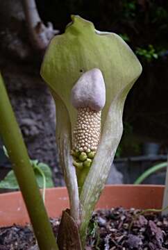 Amorphophallus amygdaloides Hett. & Sizemore resmi