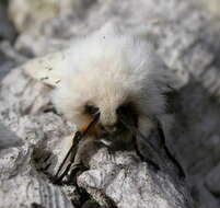 Image of white ermine