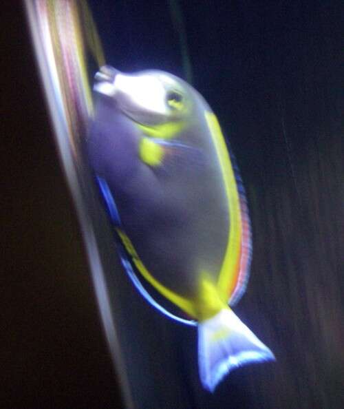 Image of Japan surgeonfish