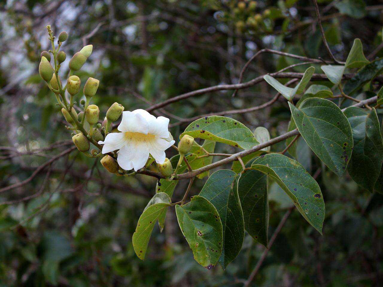 Imagem de Amphilophium elongatum (Vahl) L. G. Lohmann