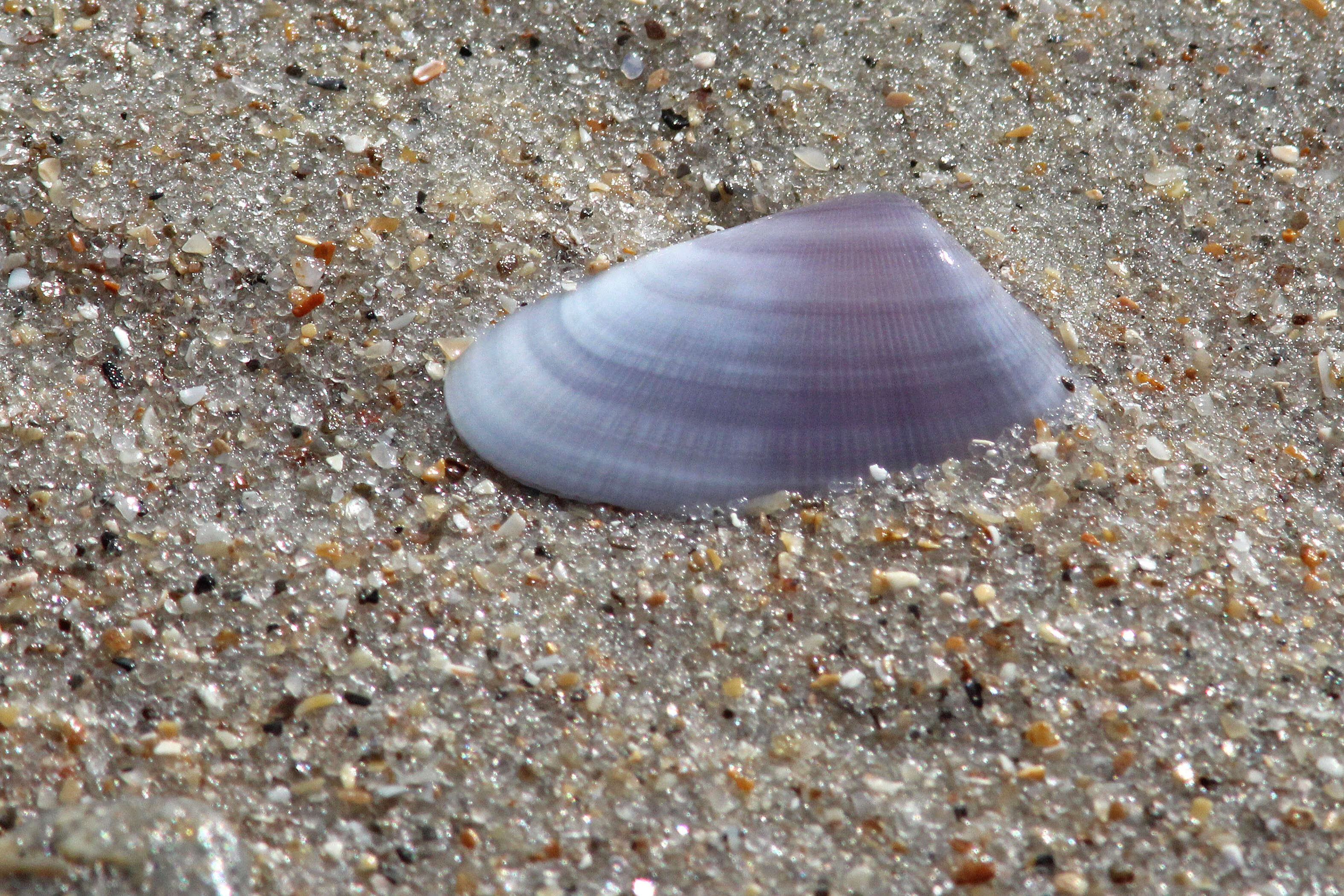 Image of butterfly shell