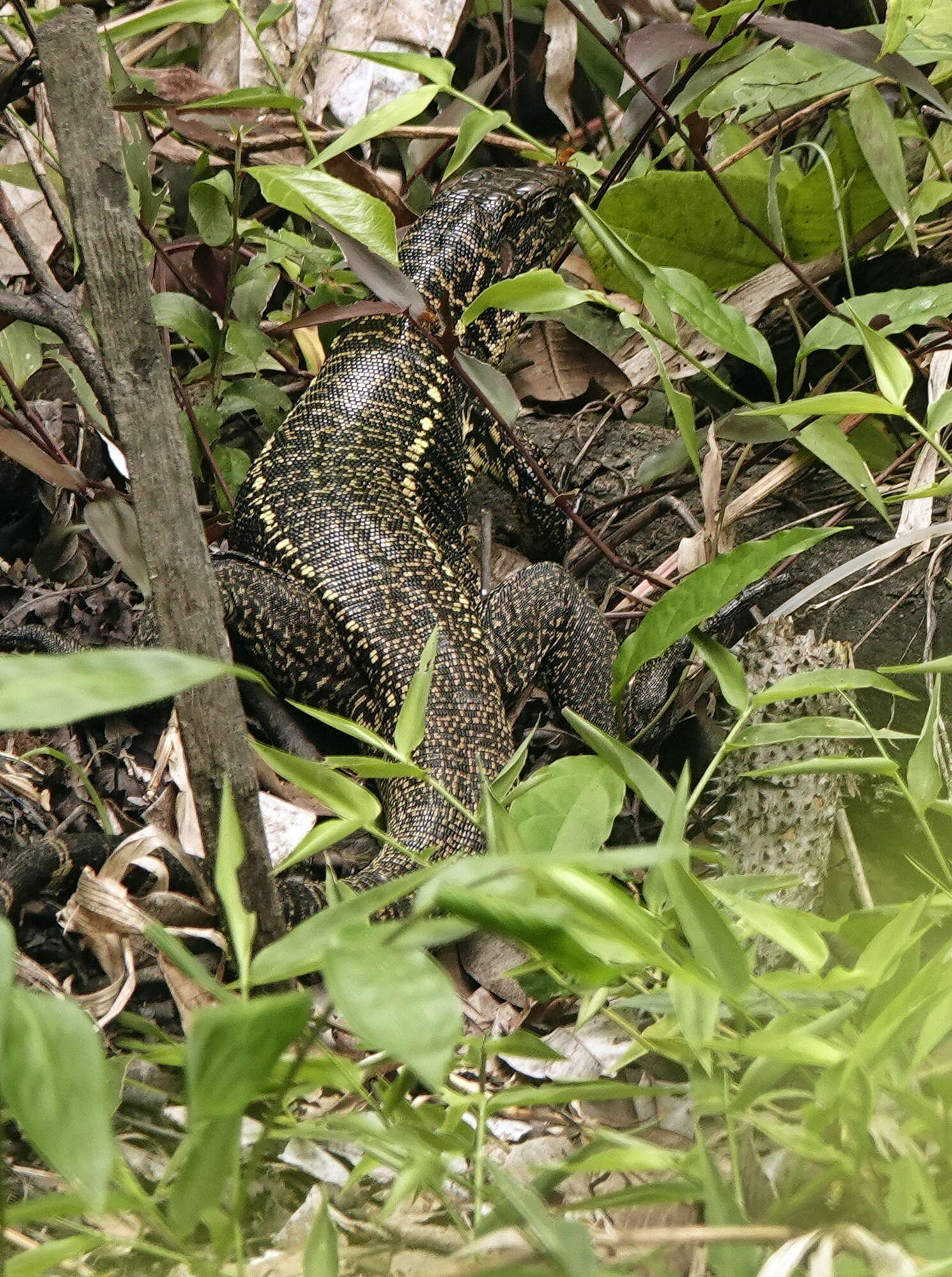 Image of Gold tegu