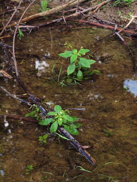 Image of small balsam