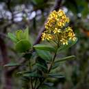 صورة Verrucularina glaucophylla (Jussieu) S. Rauschert