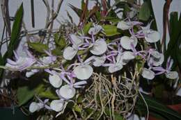 Imagem de Dendrobium polyanthum Wall. ex Lindl.