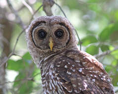 Image of Barred Owl