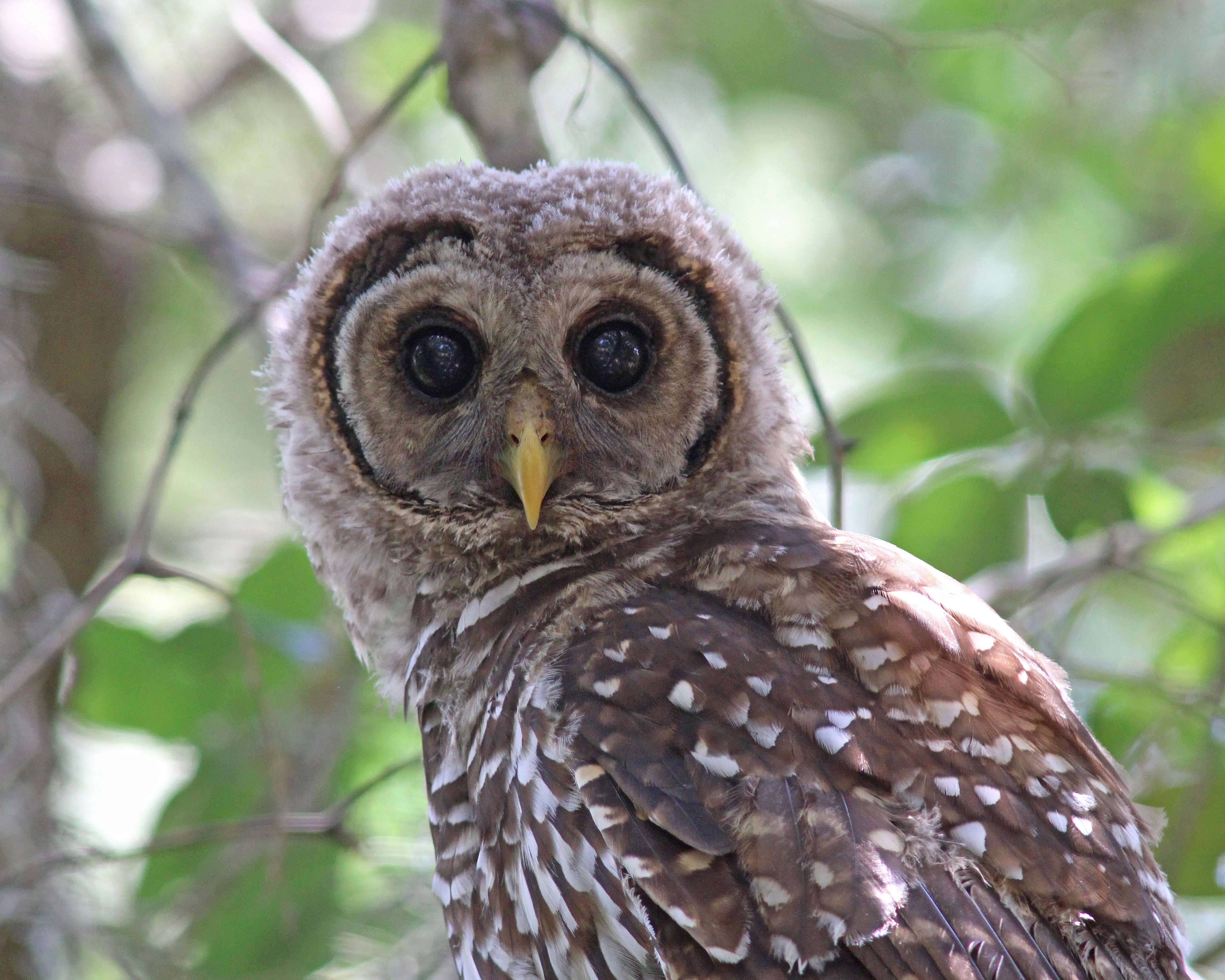 Image of Barred Owl