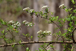 صورة Viburnum obovatum Walt.