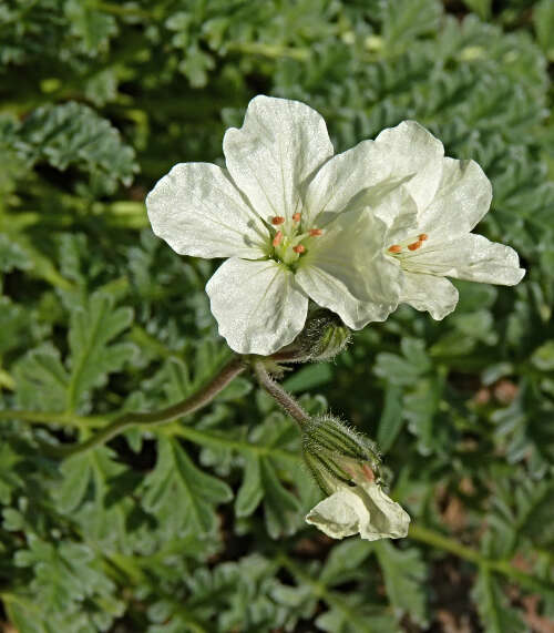 Imagem de Erodium chrysanthum L'Her. ex DC.