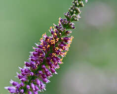 Amorpha fruticosa L. resmi