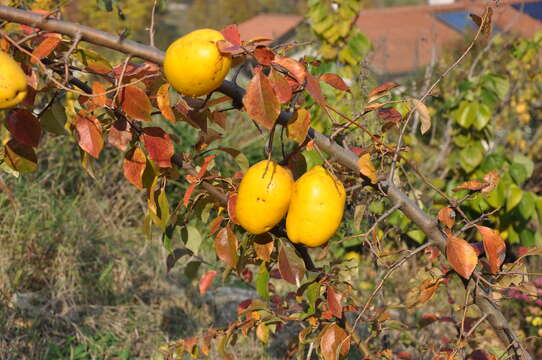 Image of Chinese-quince