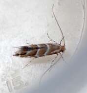 Image of horse-chestnut leaf miner