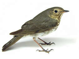 Image of Swainson's Thrush