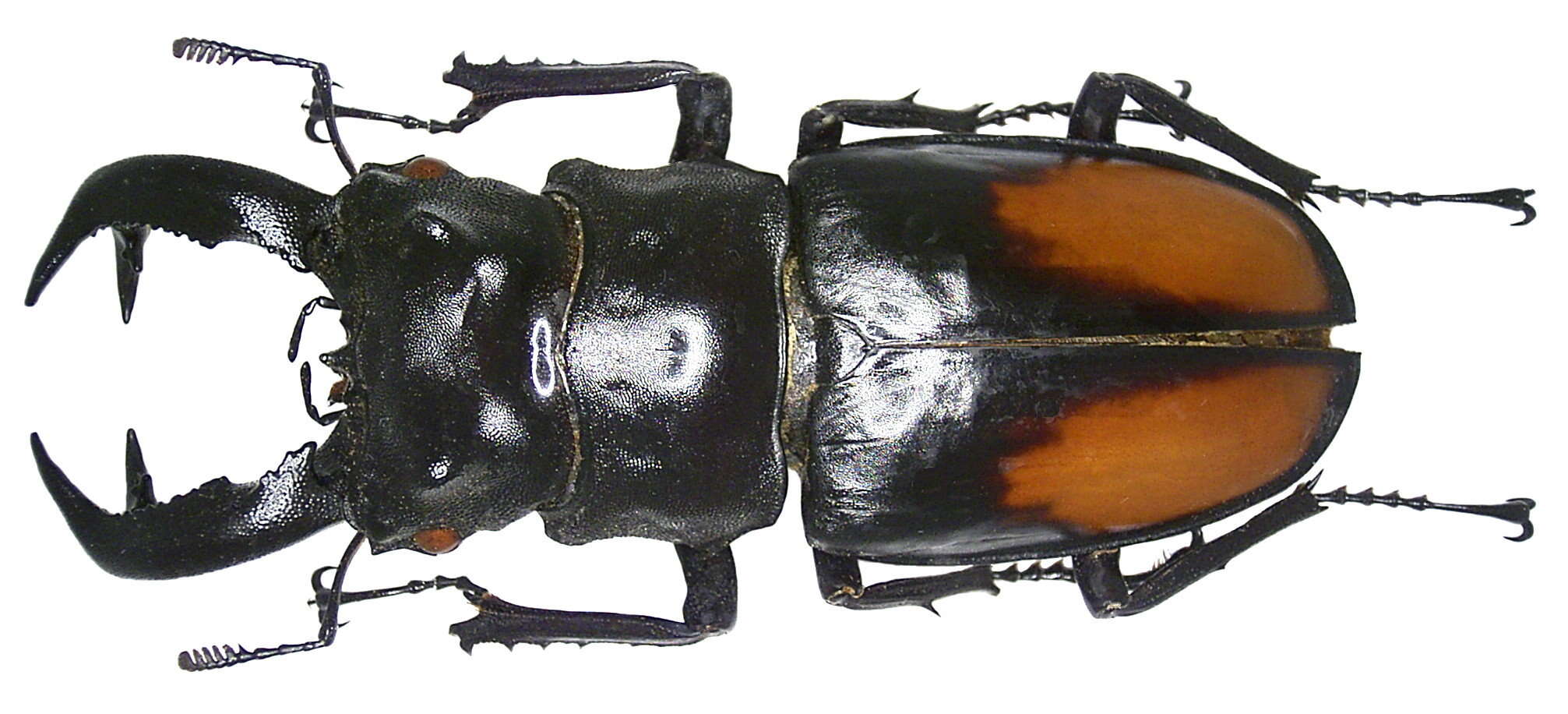 Hexarthrius parryi paradoxus Möllenkamp 1898的圖片