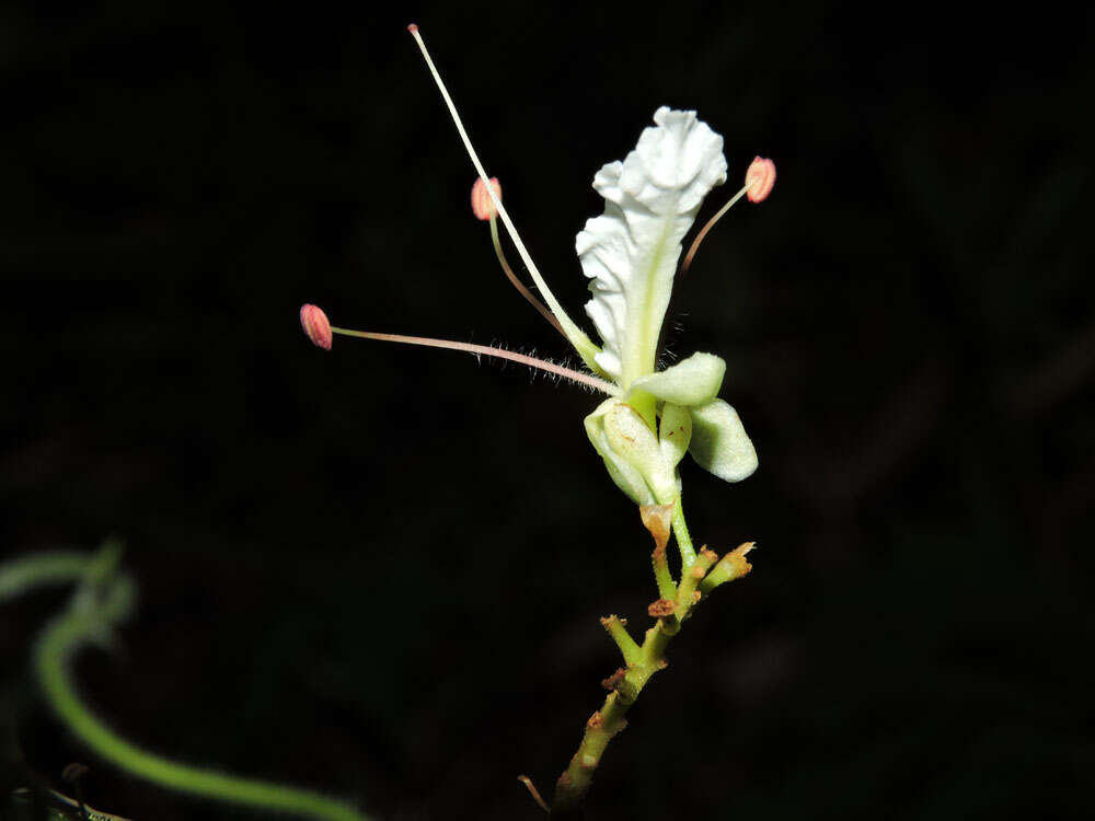 Image of Macrolobium costaricense W. C. Burger