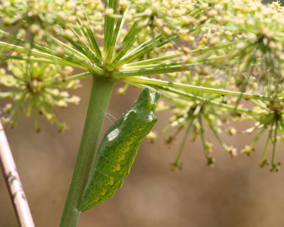 Image of Black Swallowtail