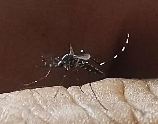 Image of Asian Tiger Mosquito