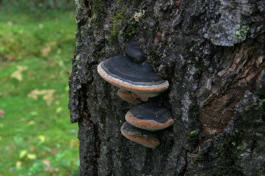 Image of Phellinus populicola Niemelä 1975