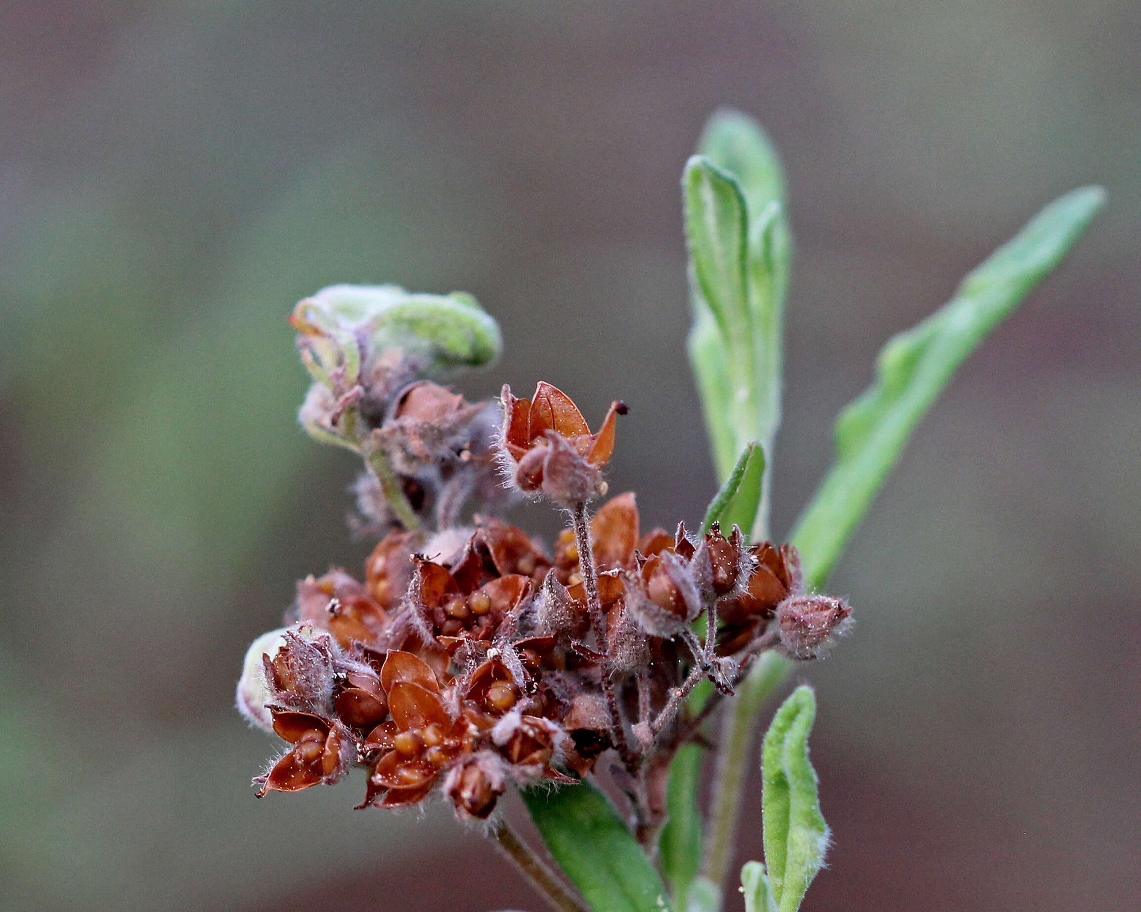 Image of pine barren frostweed