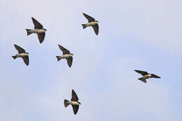 Image of Tachycineta Swallows