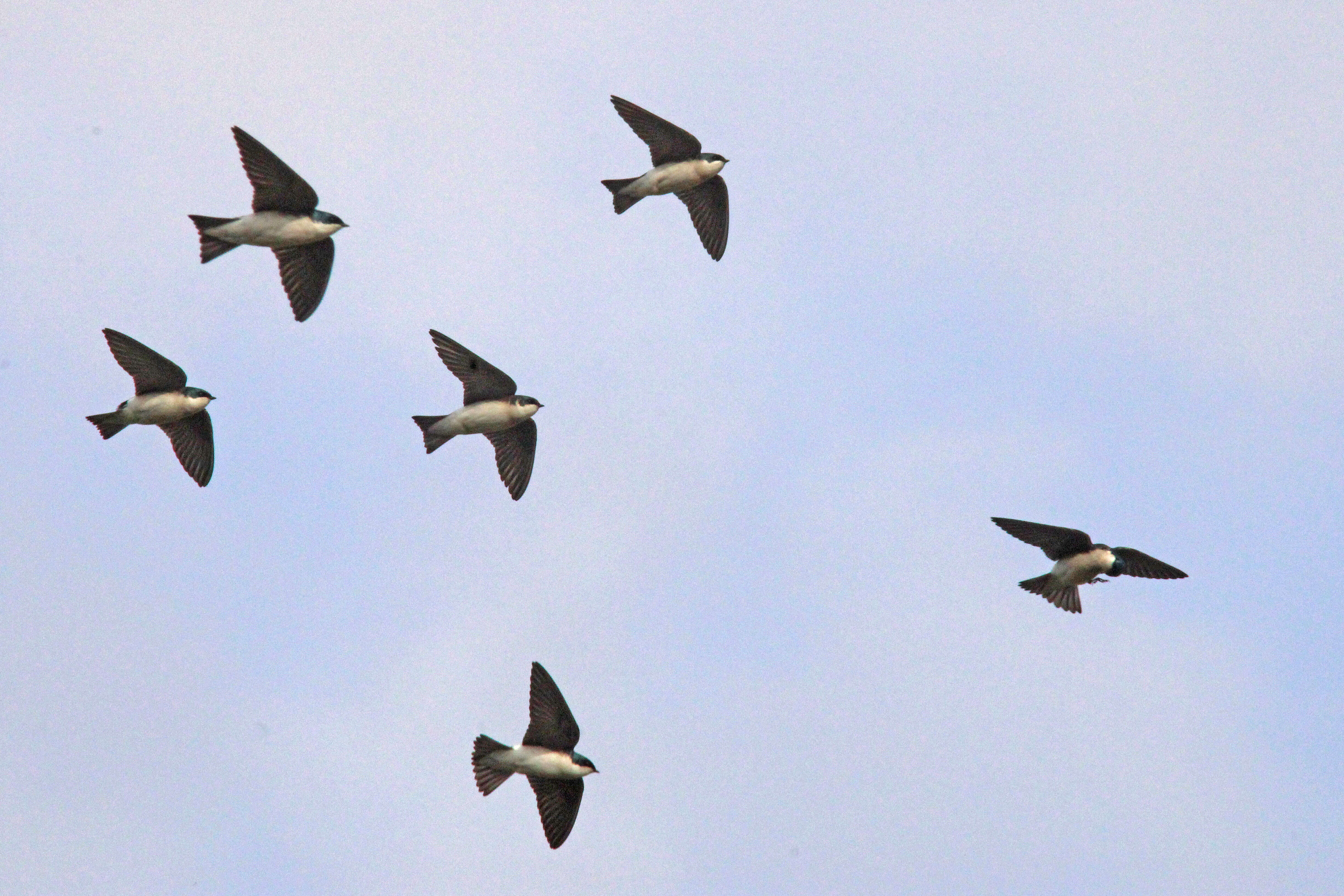 Image of Tachycineta Swallows