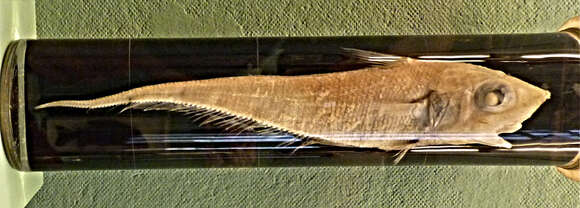 Слика од Coelorinchus caelorhincus (Risso 1810)