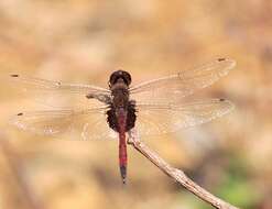 Tramea limbata (Desjardins 1835) resmi