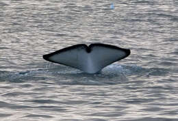 Image of killer whale