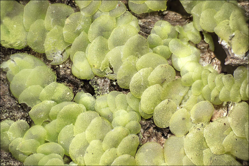 Image of Even Scalewort