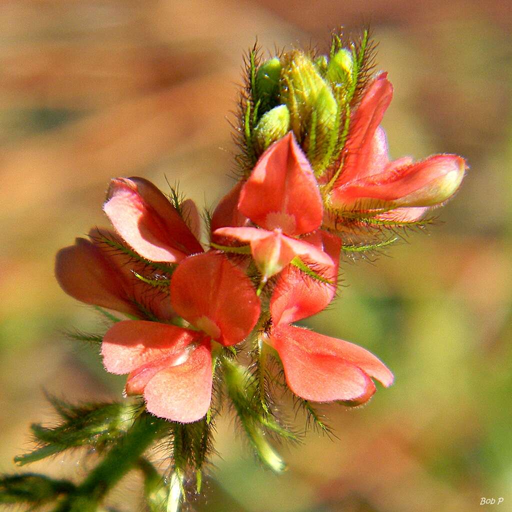 Sivun Indigofera hirsuta L. kuva