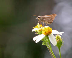 Image of Salt Marsh Skipper