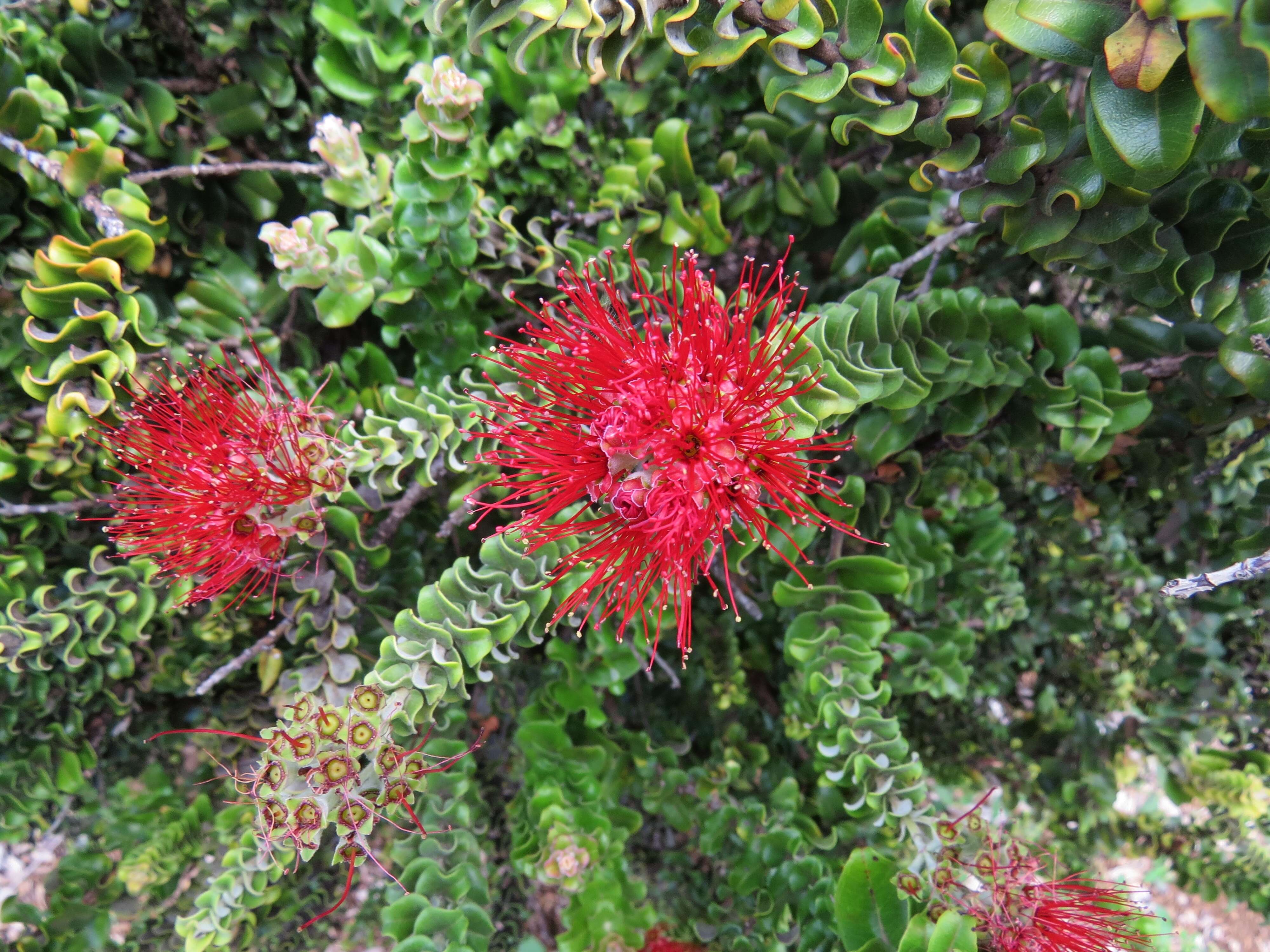 Image of 'ohi'a lehua