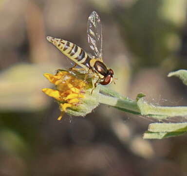 Image of Sphaerophoria scripta (Linnaeus 1758)