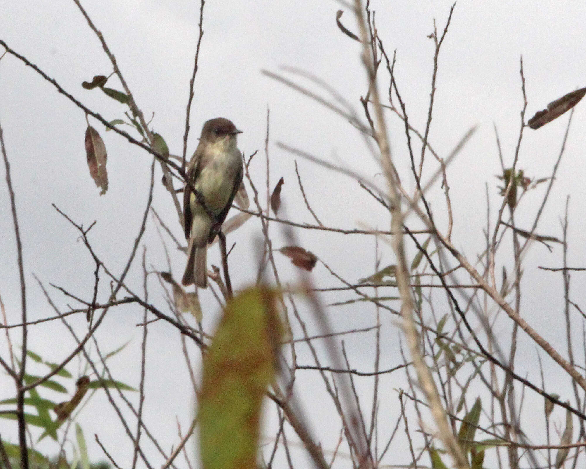 Image of Eastern Phoebe