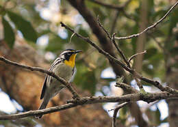 Image of Yellow-throated Warbler