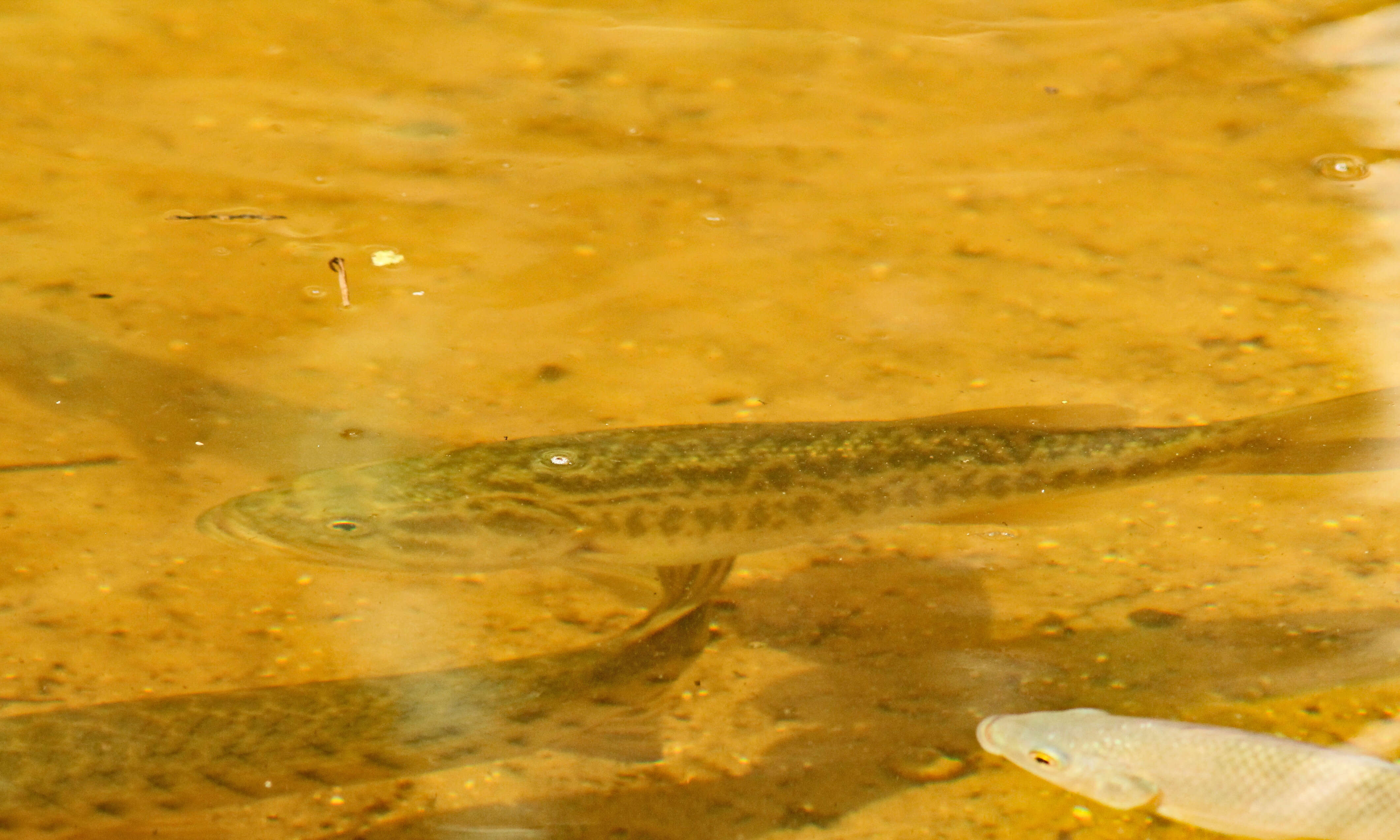 صورة Micropterus salmoides (Lacepède 1802)