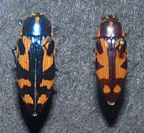 Image de Buprestis salomonii (Thomson 1878)