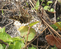 Image of Long-tailed Skipper