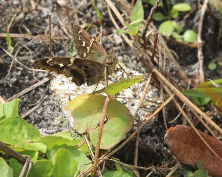 Image of Long-tailed Skipper