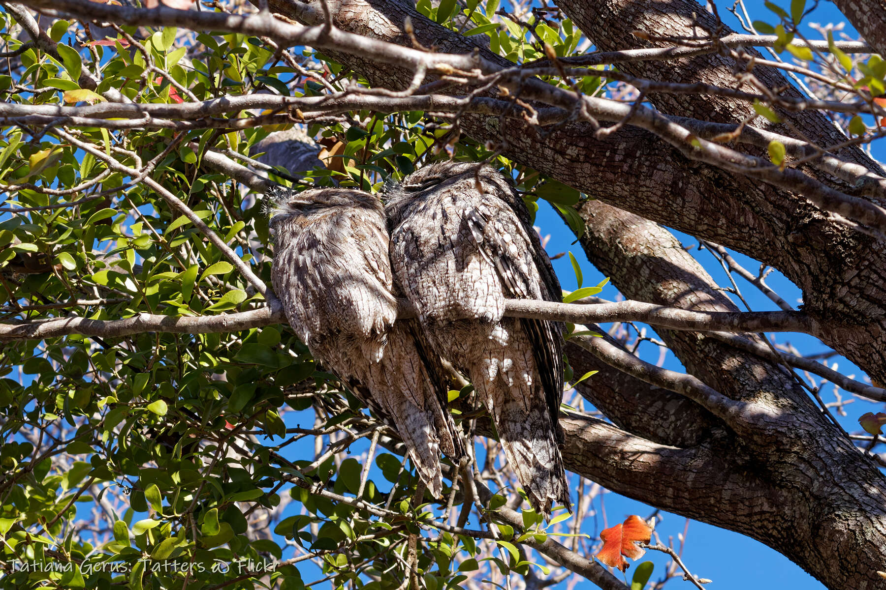 Image of Tawny Frogmouth