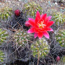 Plancia ëd Echinopsis maximiliana Heyder ex A. Dietr.