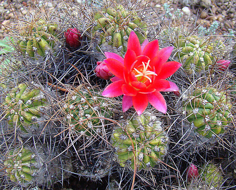 Image de Echinopsis maximiliana Heyder ex A. Dietr.