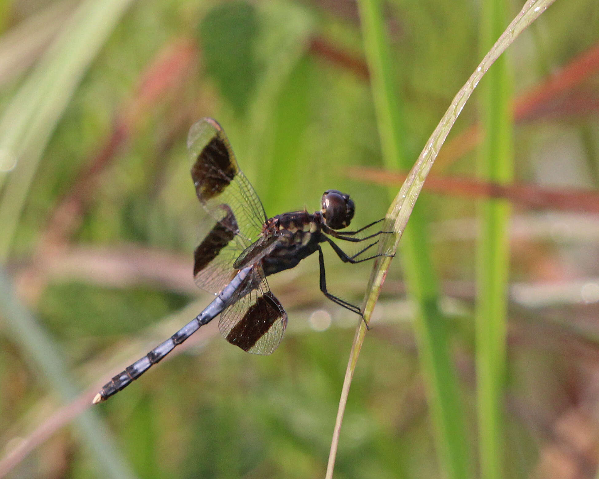 Sivun Erythrodiplax umbrata (Linnaeus 1758) kuva