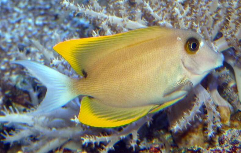 Image of Orange-tipped Bristletooth