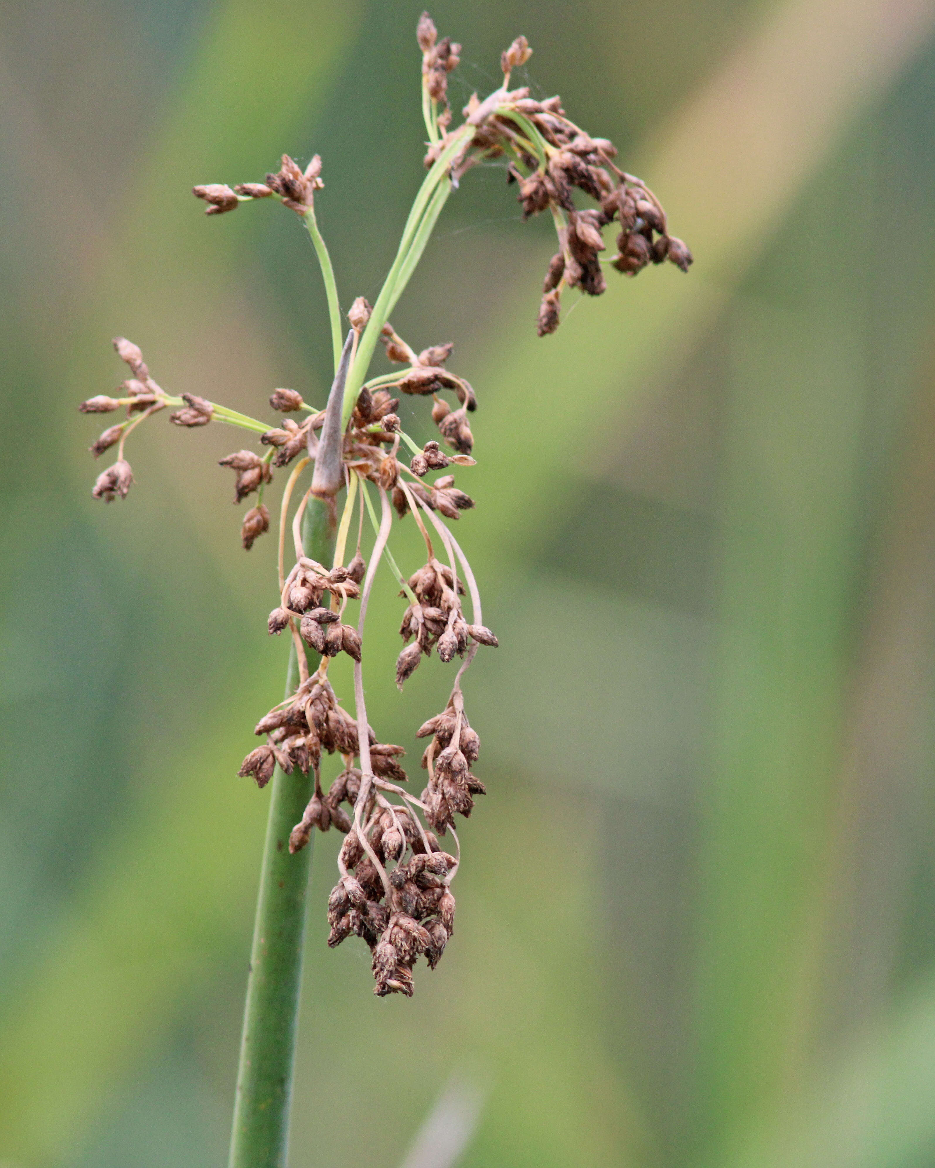 Sivun Schoenoplectus californicus (C. A. Mey.) Soják kuva